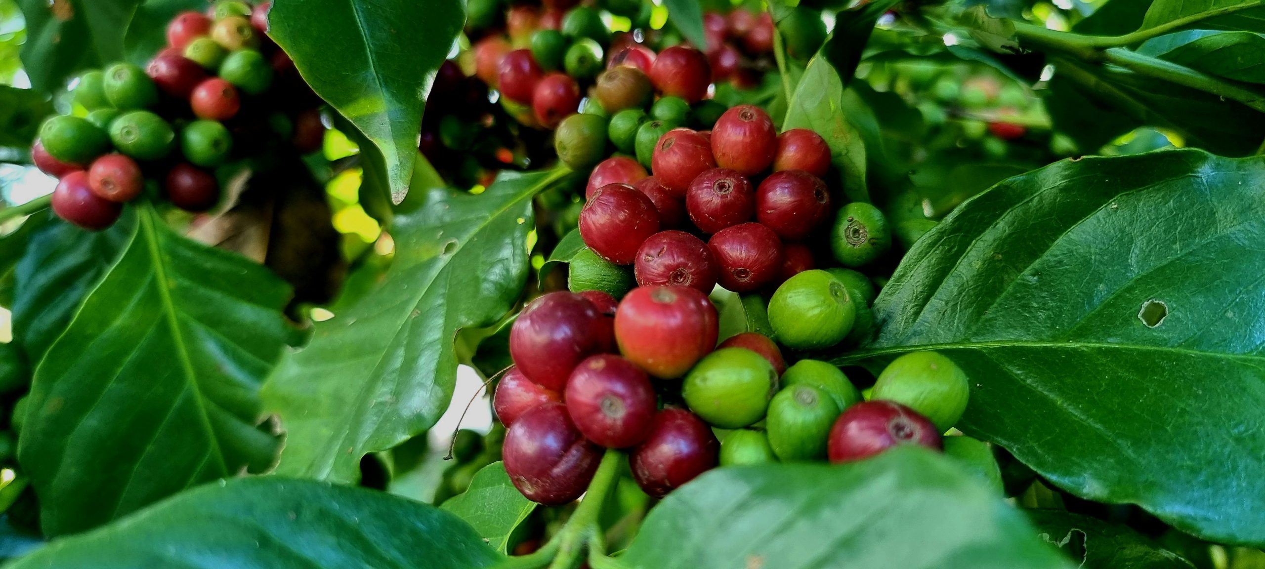 persy cabrera om0ag5jd9he unsplash